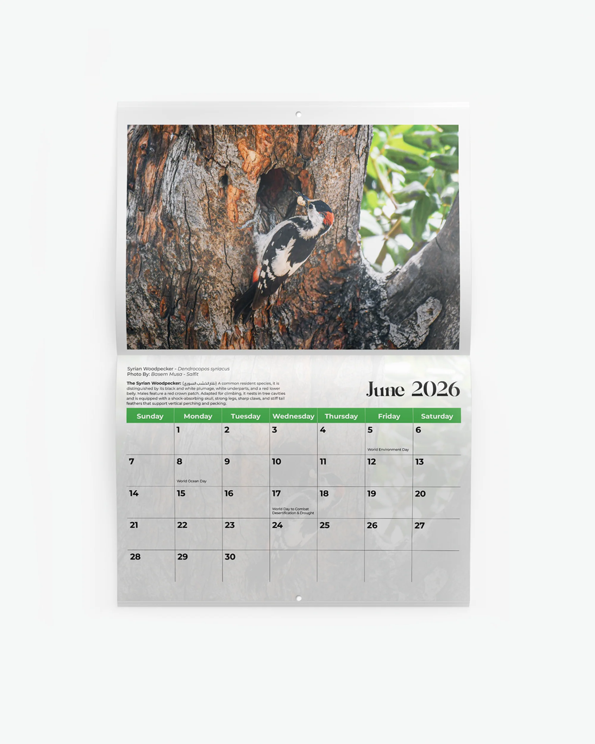 Birds of Palestine Calendar 2026 - Image 3