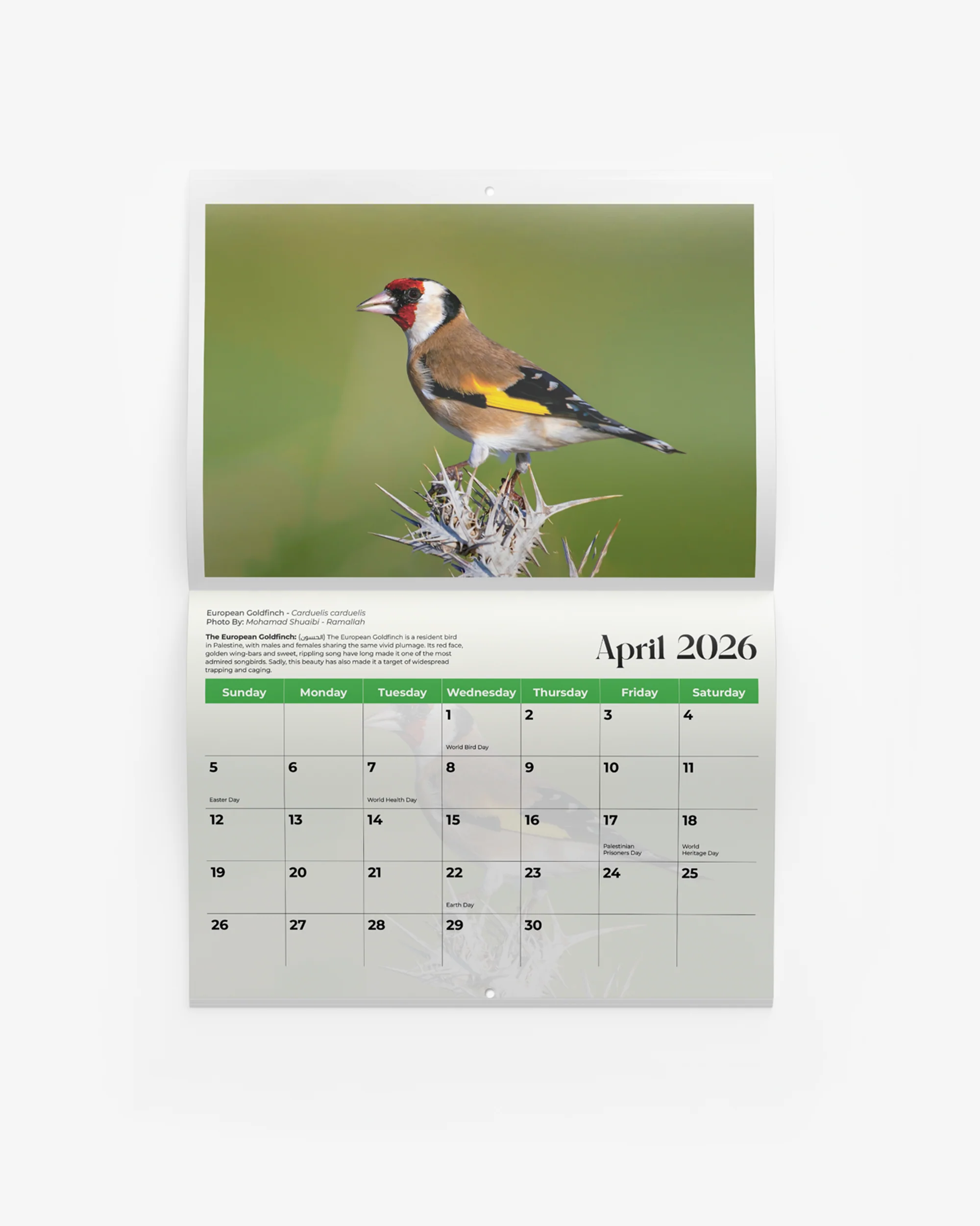 Birds of Palestine Calendar 2026 - Image 4