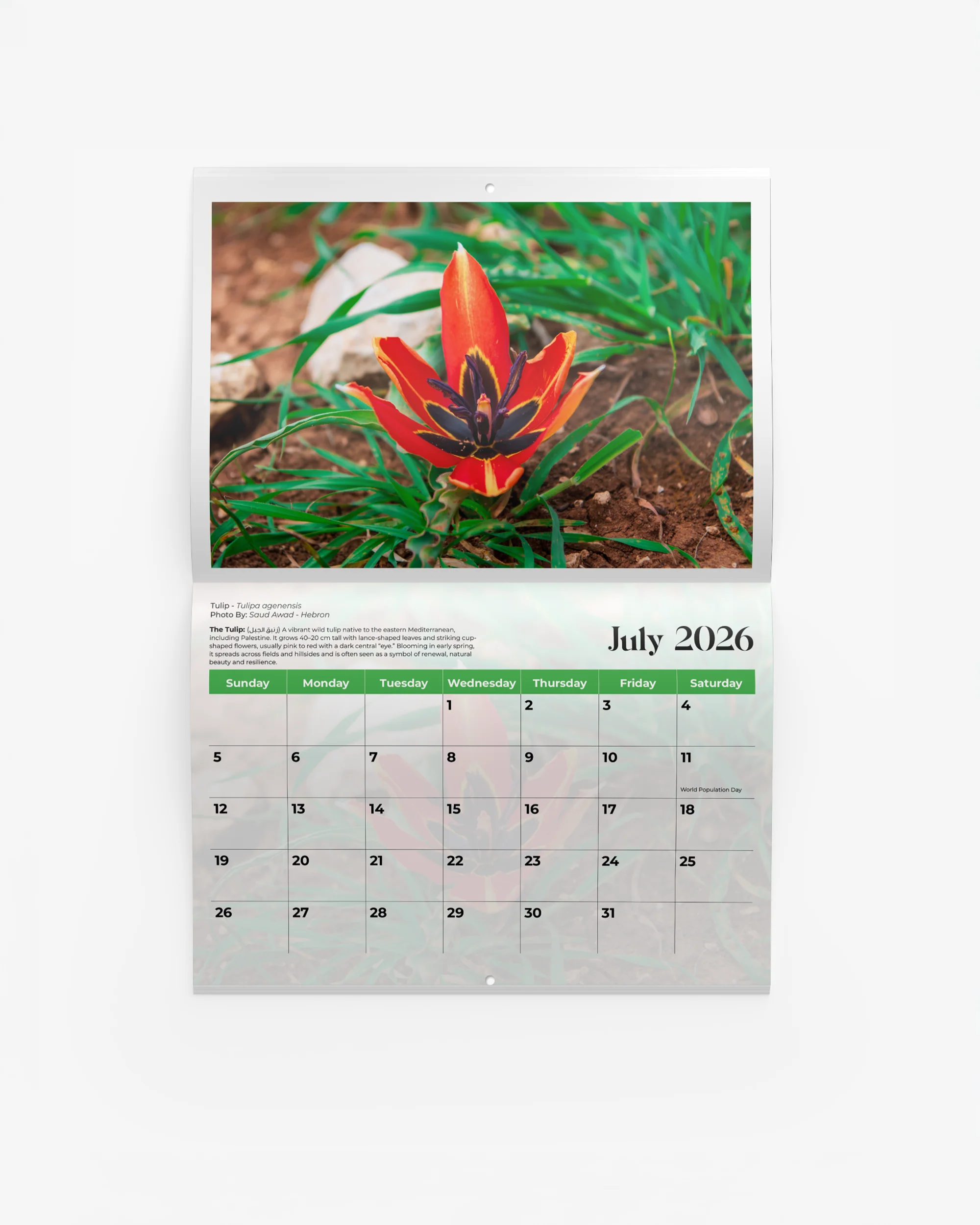 Flowers of Palestine Calendar 2026 - Image 3