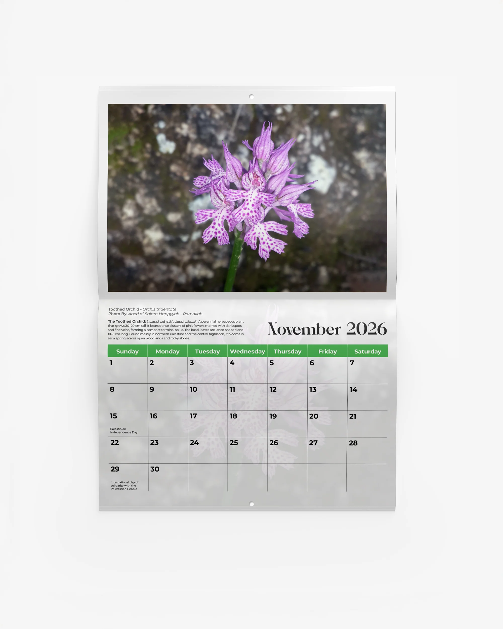 Flowers of Palestine Calendar 2026 - Image 4