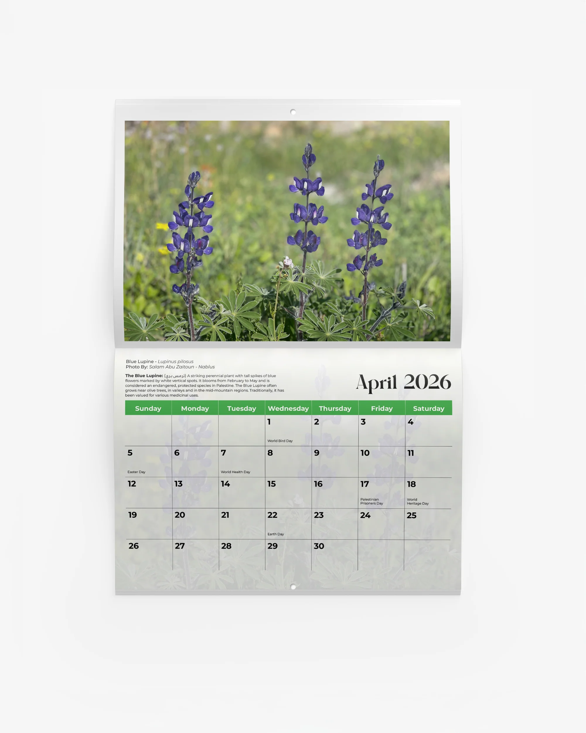 Flowers of Palestine Calendar 2026 - Image 5