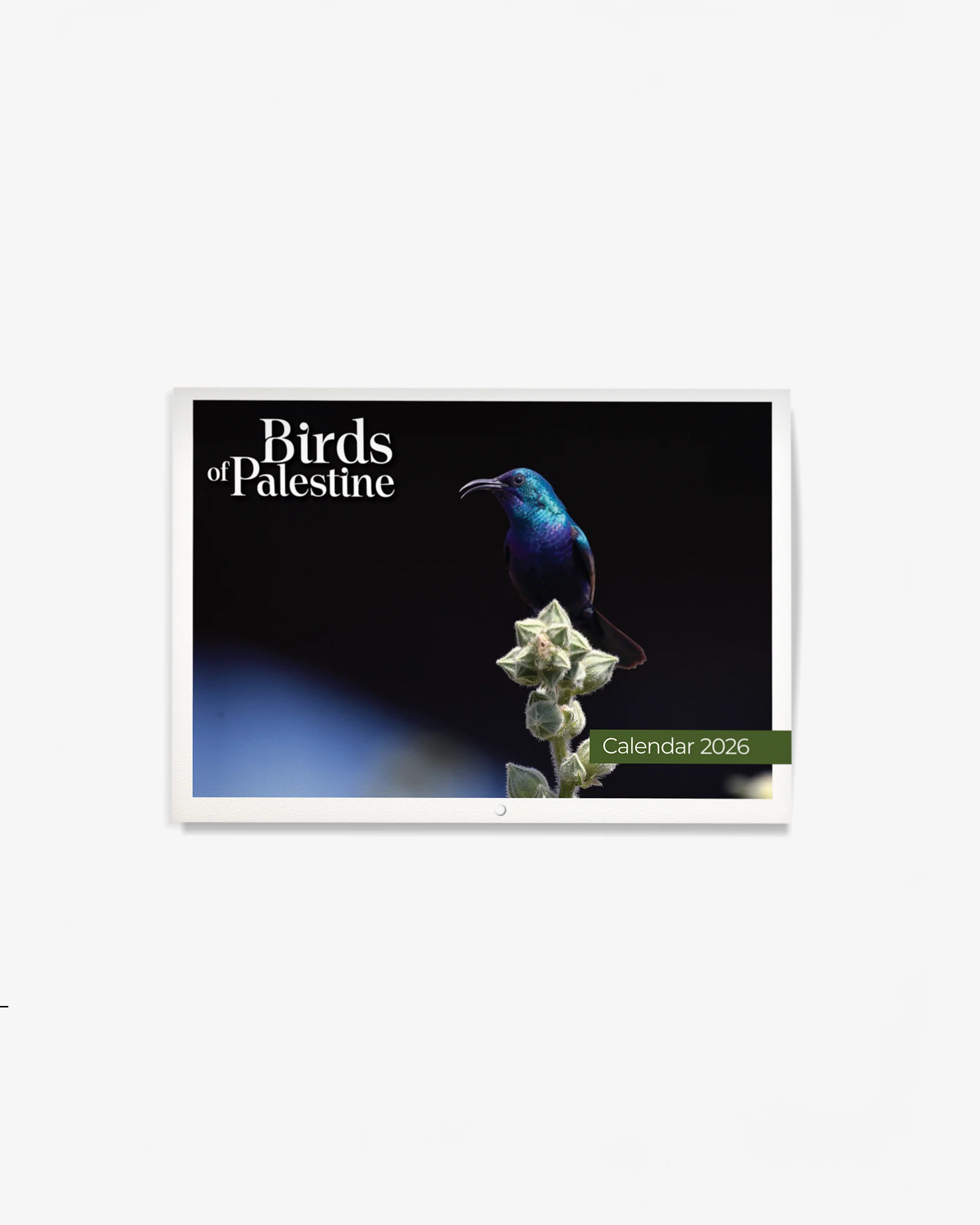 Birds of Palestine Calendar 2026 - Image 6